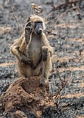 Chacma Baboon