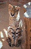 Cute Serval Kitten