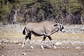 Gemsbok Male, Side-on