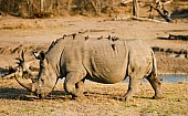 White or Square-Lipped Rhinoceros