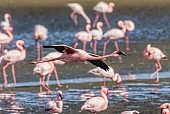 Lesser Flamingo Airborne