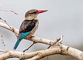 Brown-hooded Kingfisher