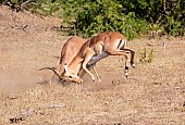 Impala Rams Fighting