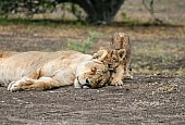 Lion Cub Seeking Attention