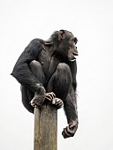 Captive Chimpanzee