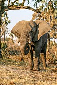 Elephant Bull, Front-on View