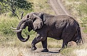 African Elephant Bull