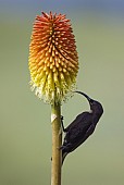 Amethyst Sunbird on Red Hot Poker