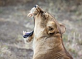 Yawning Lioness