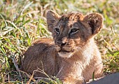 Lion Cub Lying in Thick Grass