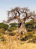 Baobab Tree with giraffe in Foreground