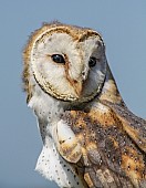 Barn Owl, Close-Up