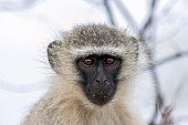 Vervet monkey wildlife reference photo