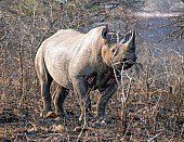 Black Rhino