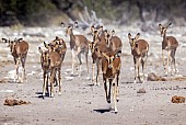 Impala Heading for Water