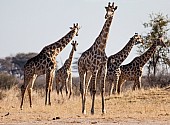 Giraffe Group