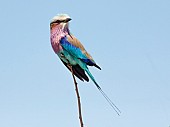 Lilac-breasted Roller Against Blue Sky