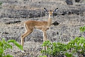 Impala Fawn