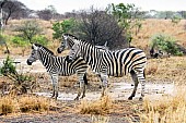 Zebra Trio Standing in Rain