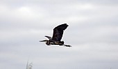 Goliath Heron in flight