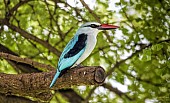 Woodland Kingfisher