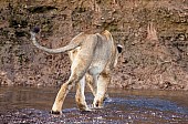 Young Lioness Wary of Water