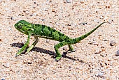 Flap-Neck Chameleon in Road
