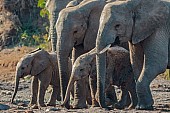 Elephant Mothers and Young