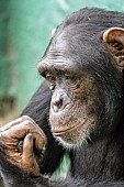 Captive Chimpanzee