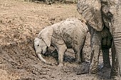 Elephant Youngster Enjoying Mud