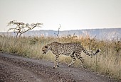 Male Cheetah at Dusk