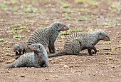 Banded Mongoose Family