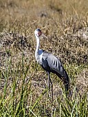 Wattled Crane