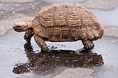 Leopard Tortoise Reference Photo