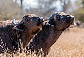 Buffalo Females Looking Inquisitive