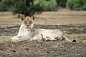 Lioness Making Eye Contact