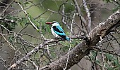 Woodland Kingfisher