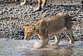 Young Lion Stepping Into Water