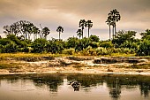 Hippo Pool, Moremi Game Reserve