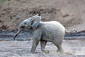 Elephant Baby Moving at Speed