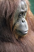 Captive Orangutan