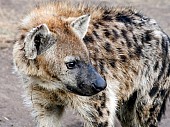 Spotted Hyena