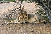 Lion Male at Rest Under Tree