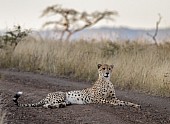 Male Cheetah at Dusk