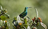 Malachite Sunbird on Wild Pomegranate