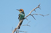 European Bee-eater, Profile View