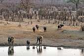 Elephants and Buffalo at Waterhole at Sundown