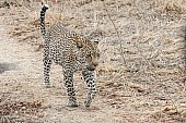 Leopard, Sabi Sand Game Reserve