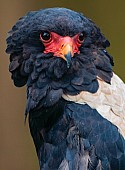 Bateleur eagle portrait