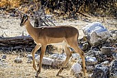 Black-faced Impala Female